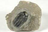 Detailed Reedops Trilobite - Atchana, Morocco #204116-2